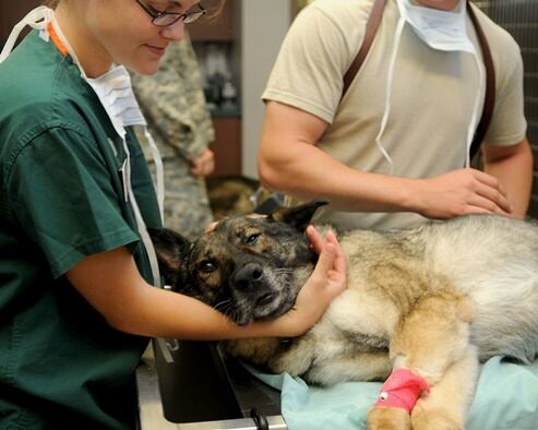 Tecnólogo y técnico veterinario / Medicina veterinaria. Foto: Pixabay