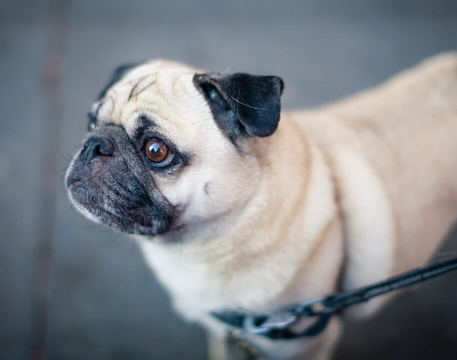 Pug: 6 kilos. (Foto: Pixabay) 