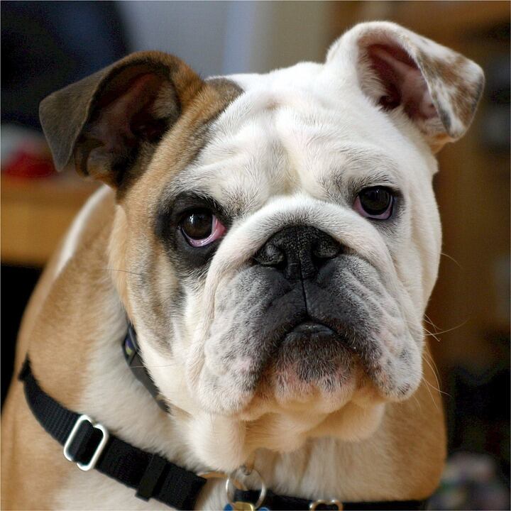 5. Bulldog. (Foto: Pixabay)