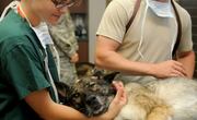 Tecnólogo y técnico veterinario / Medicina veterinaria. Foto: Pixabay