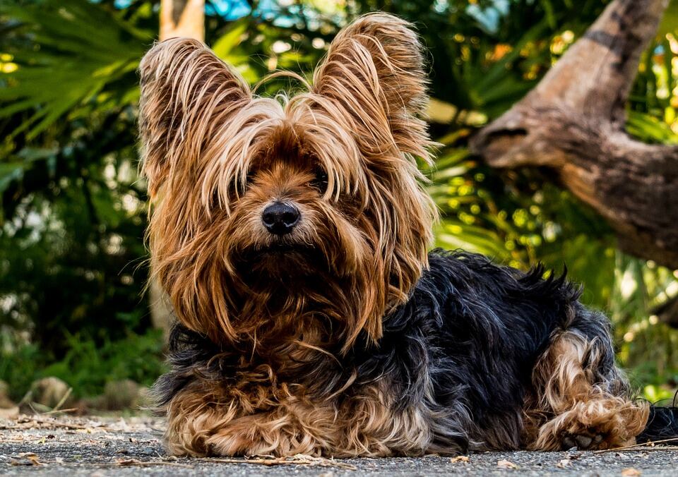 10. Yorkshire Terrier. (Foto: Pixabay) 